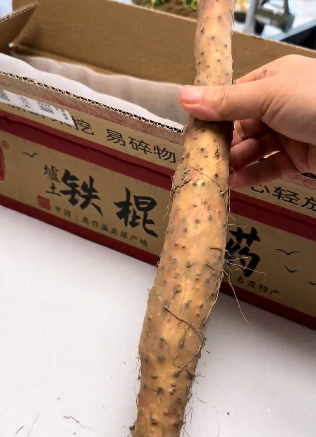 Chinese Yam