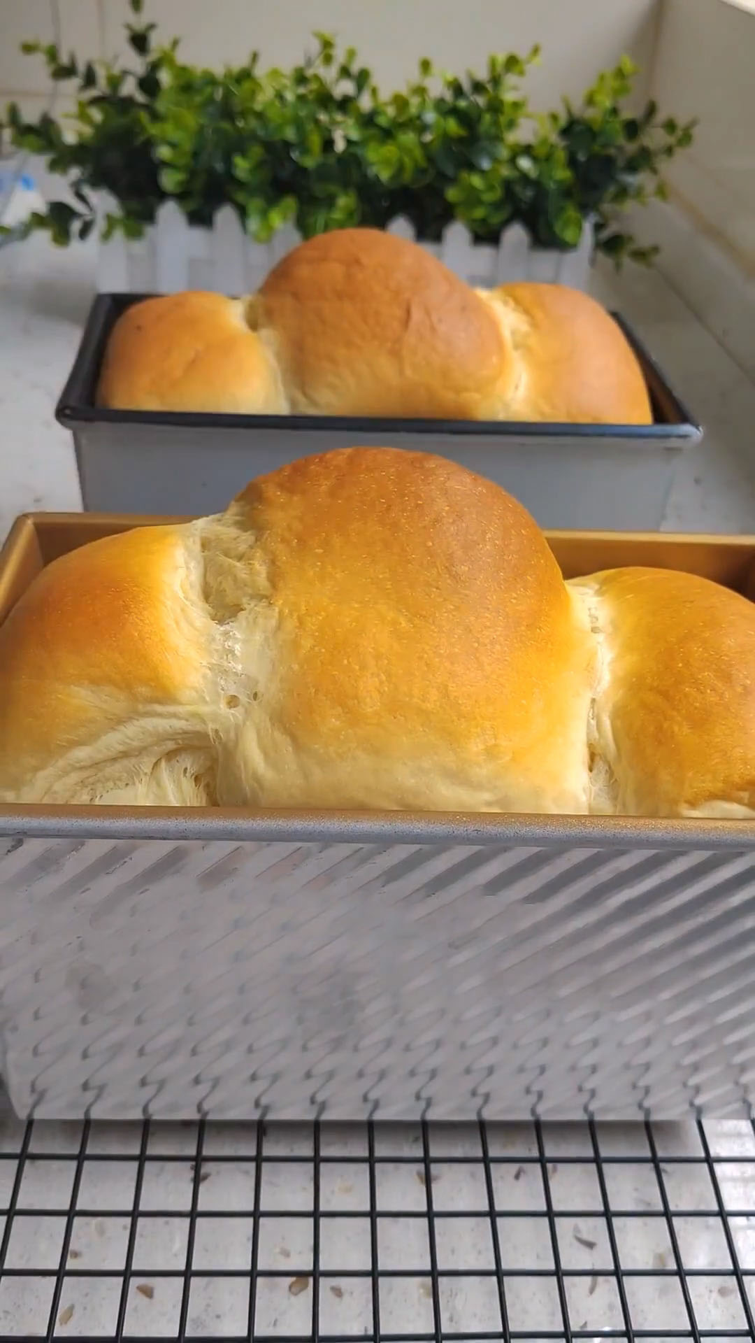 Hokkaido Milk Bread (1)