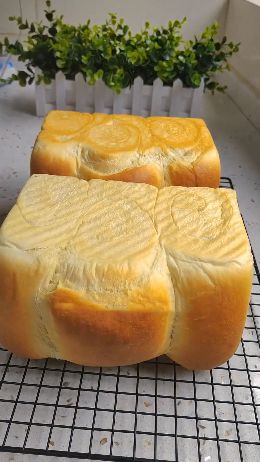 Hokkaido Milk Bread (2)