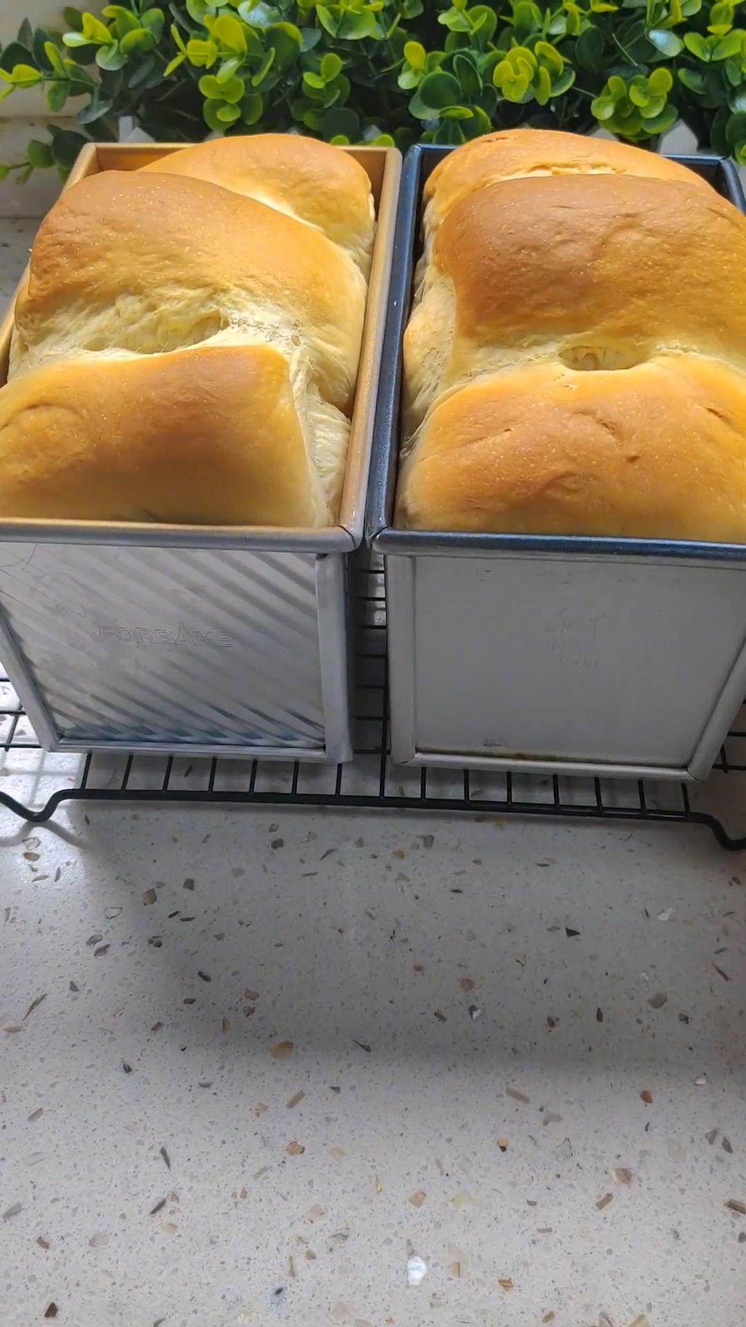 Hokkaido Milk Bread (4)