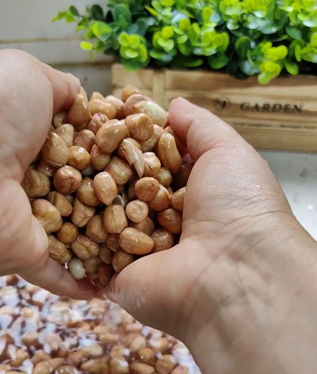 Rinse the raw peanuts thoroughly
