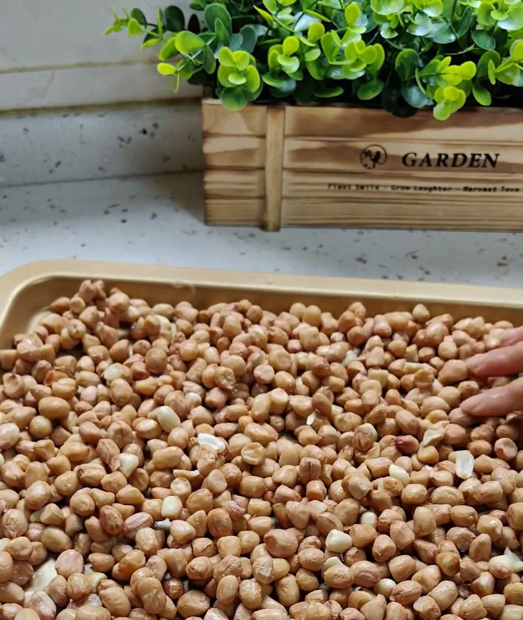 Spread the peanuts evenly on a baking tray
